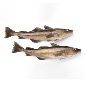 Atlantic Cod