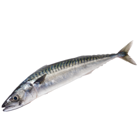 Atlantic Mackerel