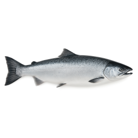 Coho Salmon