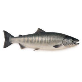 Chum Salmon