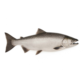 King Salmon, Chinook Salmon 