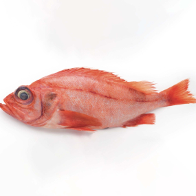 Red Fish
