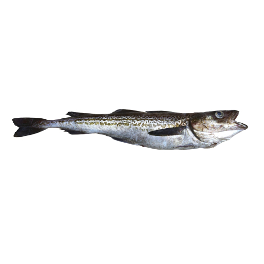 Alaska Pollock
