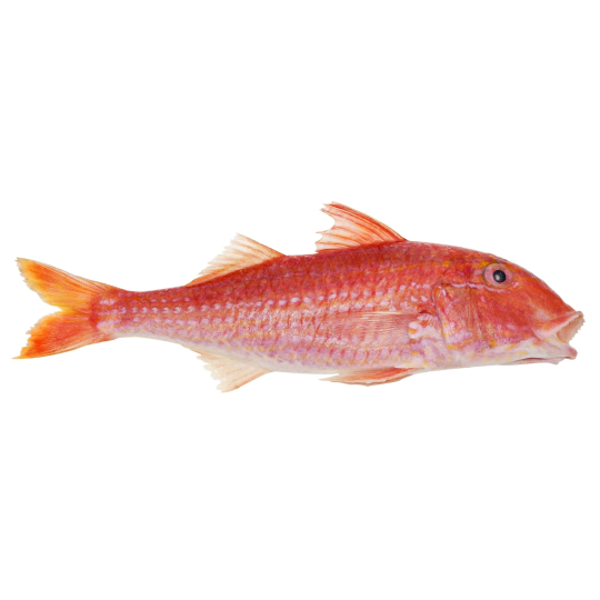 Red Mullet